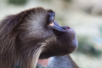 Gelada baboon portrait closeup