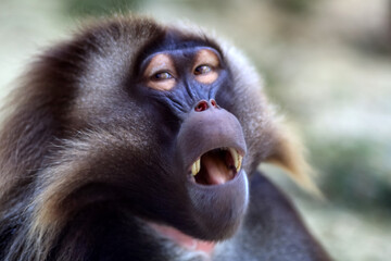 Gelada baboon portrait closeup