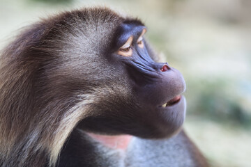 Gelada baboon portrait closeup