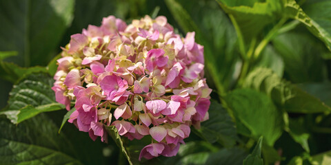 Close up of pink hydrangea bloom in natural sunlight surrounded by lush green leaves vibrant floral background with soft light and rich colors ideal for spring nature and romantic design concepts