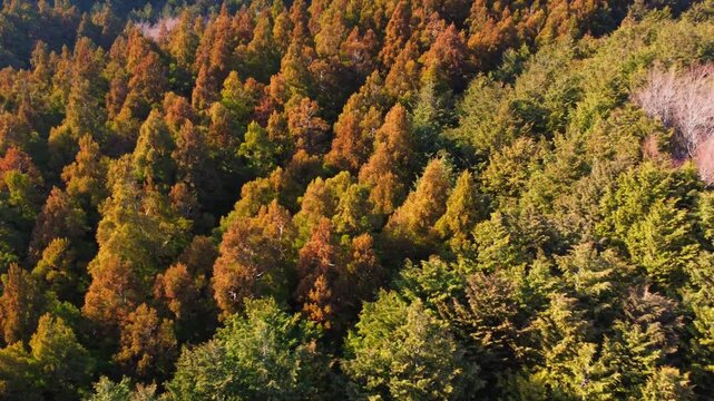冬に咲く桜が紅葉した山をピンクに染めるダイナミックな空撮