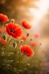 poppy flowers in field, close up and vertical