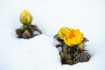 雪の中に咲くフクジュソウ