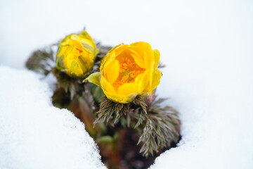 雪の中に咲くフクジュソウ