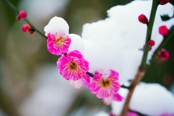 雪と紅梅
