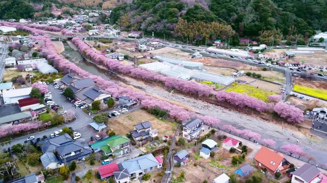川沿いにずらーっと並んで咲いた満開の桜を空撮