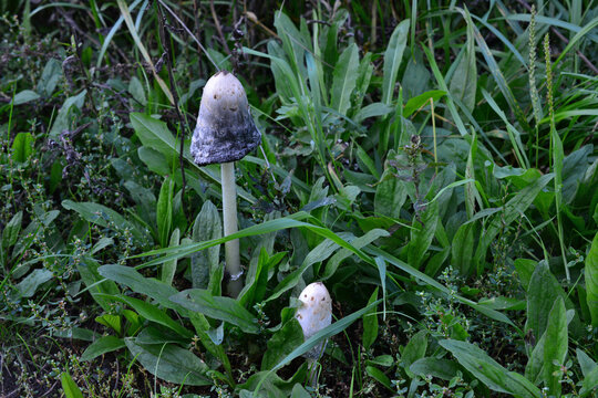 Shaggy Mane Mushrooms Growing in Grass copy space