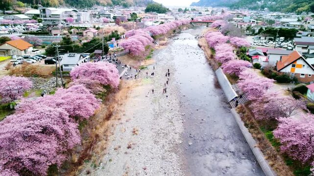川沿いにずらーっと並んで咲いた満開の桜を空撮