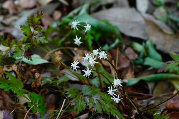 セリバオウレンの花