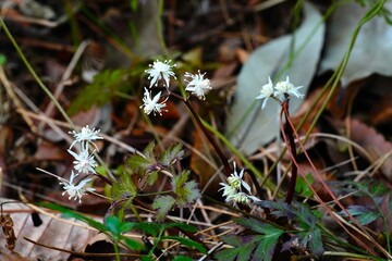 セリバオウレンの花