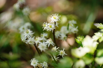 セリバオウレンの花