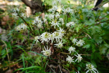 セリバオウレンの花