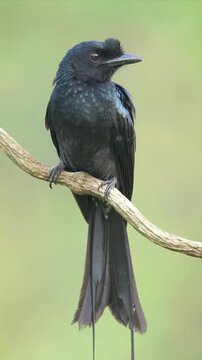 Greater racket-tailed drongo perches calmly on thin branch. Long, sleek tail feathers hang gracefully below. Soft green background highlights bird's sharp features. Bird appears alert and poised.