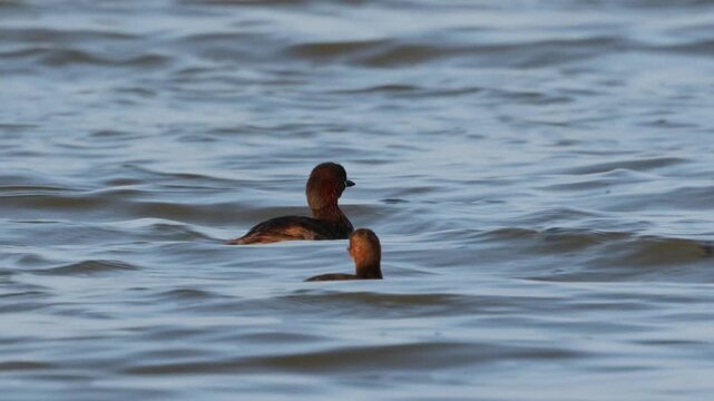 Pareja de zampullines comunes nadando en el agua al atardecer del parque natural el Hondo, Elche, Espa&ntilde;a