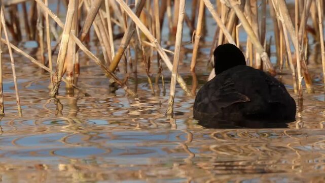 Focha com&uacute;n nadando entre carrizos con reflejos dorados en el Parque Natural El Hondo, Elche, Espa&ntilde;a