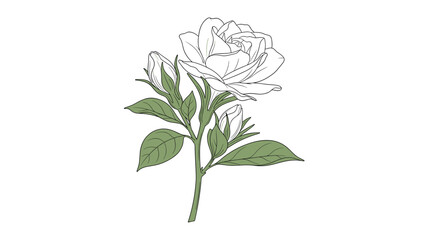 Obraz premium Beautiful white rose with green leaves and two small buds, depicted in a soft and elegant botanical illustration style on a white background.