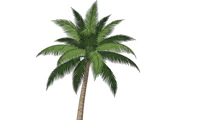 Obraz premium Isolated palm tree illustration with detailed green fronds and a tall trunk creates a tropical summer atmosphere for vacation or travel designs.