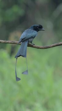 Greater racket-tailed drongo perches calmly on thin branch. Long, sleek tail feathers hang gracefully below. Soft green background highlights bird's sharp features. Bird appears alert and poised.