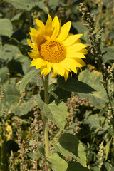 sunflower on the field with leaves