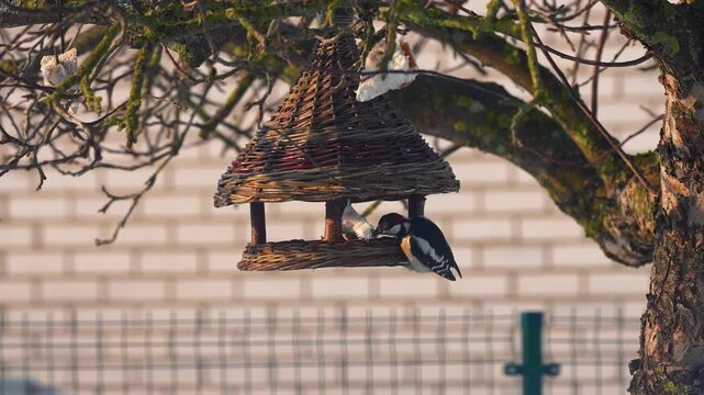 This close-up shot captures vibrant birds feeding on a rustic wicker birdhouse surrounded by lush trees. Sunlight highlights the natural textures, creating a serene garden scene.