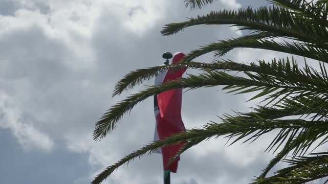 Mexico's flag waiving with a palm tree in the foreground
