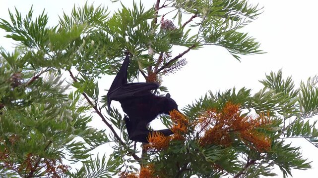 Close up shot of a black flying-fox (Pteropus alecto) hanging upside down in a silky oak tree, actively feeding on the nectar of the flowers.
