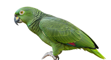 Obraz premium Isolated Parrot standing on a neutral surface, a beautiful tropical bird with vibrant green feathers