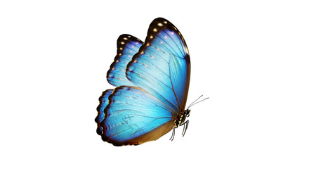 Isolated beautiful blue morpho butterfly insect nature wildlife creature spring fauna © Rowan