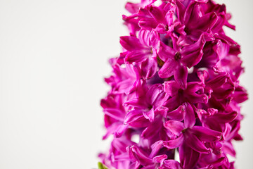 ?lose-up of a vibrant pink hyacinth, capturing its velvety petals and rich color. Perfect for themes of spring, beauty, and nature's intensity. Ideal for both macro detail and wider composition uses.