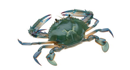 Isolated Blue Crab on display showcasing its beautiful form on a clean background surface © Rowan