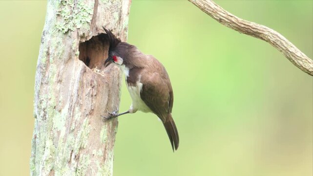 Red vented bulbul perches near tree hole. Bird has bright red throat and dark crest. It leans toward entrance, curious and active. Soft green background highlights bird's vivid colors
