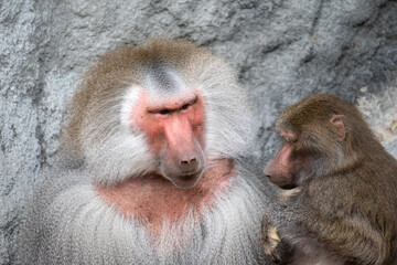 Fototapeta premium Hamadryas Baboons Social Interaction Portrait