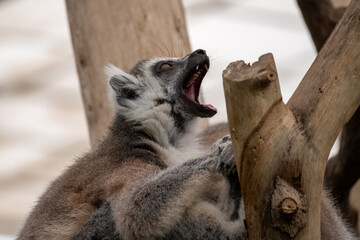Fototapeta premium Ring Tailed Lemur Showing Teeth
