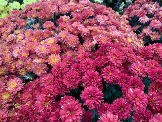 Colorful Chrysanthemum Flowers in Full Bloom &ndash; Vibrant Floral Scene