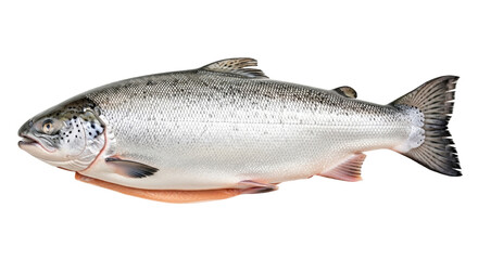 Fototapeta premium Isolated Freshly Caught Salmon Fish for Cooking or Preparing Seafood Meal, Cleaned Raw Fish