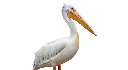 Isolated American white pelican stands tall, displaying its plumage and distinctive beak © Isolde