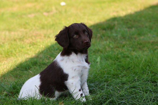 Stabyhoun Stabijhoun puppy dog