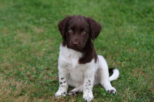 Stabyhoun Stabijhoun puppy dog