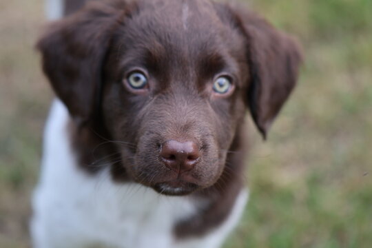 Stabyhoun Stabijhoun puppy dog
