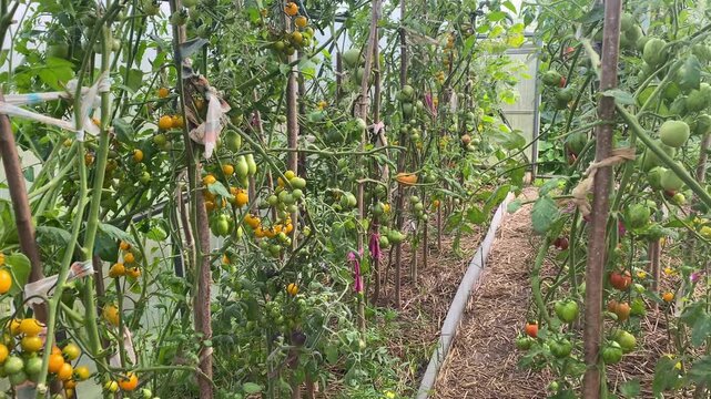 Rows of homegrown tomato plants tied to wooden stakes in greenhouse. Clusters of green, yellow and ripening red tomatoes. Sustainable home greenhouse vegetable cultivation.