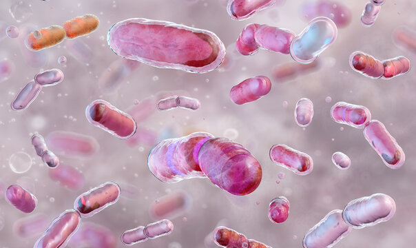 Bacteroides fragilis: Pathogenic anaerobic bacilli colonizing the human intestinal mucosa. Bacteria forming a dense colony within the gut microbiome. Gastroenterology, immunology research
