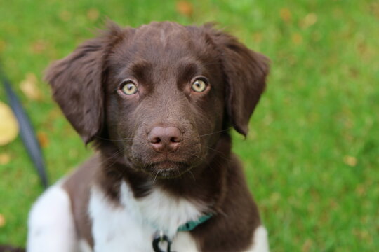 Stabyhoun Stabijhoun puppy dog