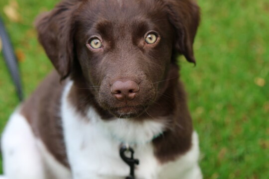 Stabyhoun Stabijhoun puppy dog