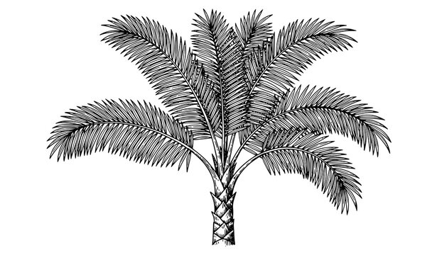 Ucayali Amazon Palm Tree Vintage Line Engraving 1865 Exploration Illustration