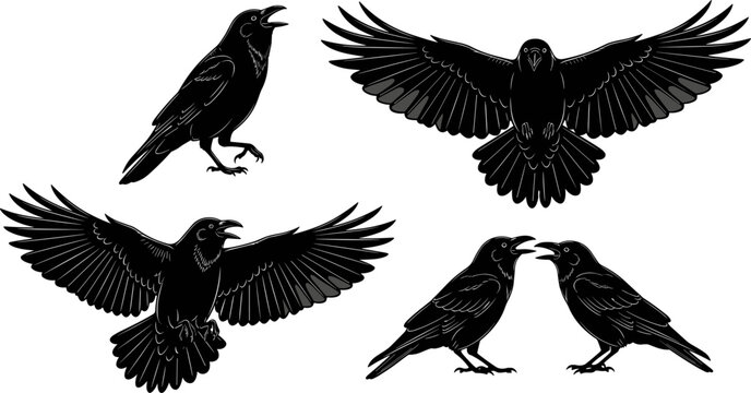 Crow and Raven Silhouette Vector Set with Flying Standing and Croaking Birds Gothic Halloween Graphic Elements Isolated on White Background