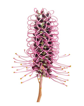 Pink grevillea flower branch with slender green leaves isolated on transparent background.