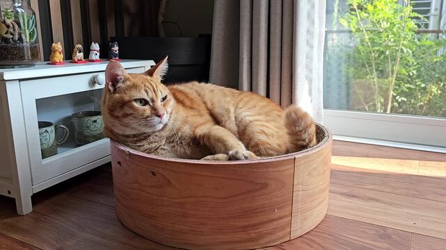A relaxed orange cat lounges in a round wooden cat bed near a window, gently moving its tail while watching the garden outside, capturing a calm and cozy indoor pet moment.