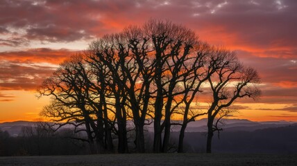 Silhouette of bare trees against a vibrant sunset sky.