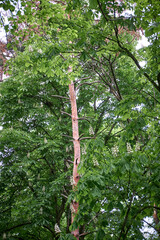 Fototapeta premium Blooming horse chestnut tree with white flowers in a spring forest.