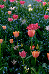 Fototapeta premium Giverny, Francia, Europa - 29 aprile 2025 - Tulipani variegati nel giardino di Claude Monet